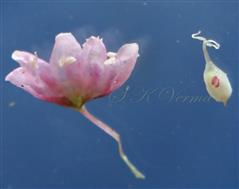  Flower with Pistil separated